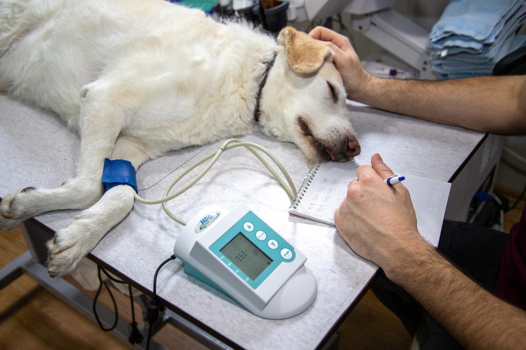 dog on monitor Veterinary Practice